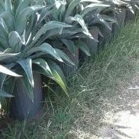 فروش انواع  گیاهان|گل و گیاه طبیعی|کلاچای, |دیوار