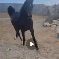 فروش یک راس نریان میکروچیپ دار