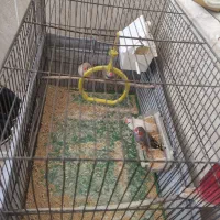 فنچ و قفس پرنده