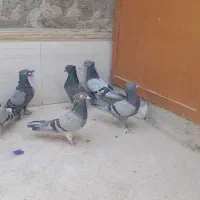 سبز خطی کاکلی.و سینماش