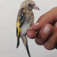 پرنده|پرنده|الیگودرز, |دیوار