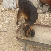 بز کهره