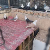 مخمل