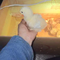 جوجه برهما امپراطور