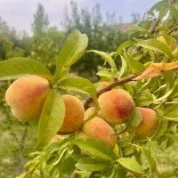 باغ-شخصی-با-بنای-تکمیل