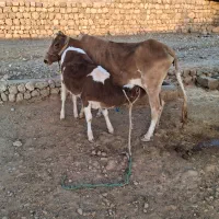 گاو وگوساله|حیوانات مزرعه|ایذه, |دیوار