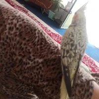 عروس هلندی ماده