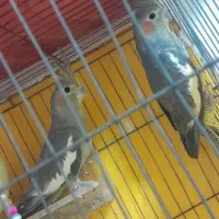 دوعدد عروس هلندی ماده طوسی|پرنده|رشت, ولکس|دیوار