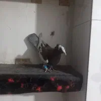 کبوتر|پرنده|شیراز, کوشک میدان|دیوار