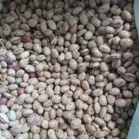 لوبیا چیتی