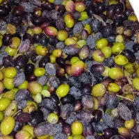 زیتون روغنی