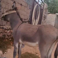الاغ نر