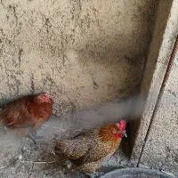 دوعددمرغ تخم گذار