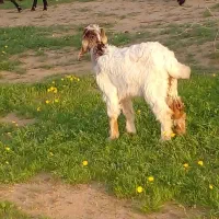 کره نر|حیوانات مزرعه|امیدیه, |دیوار