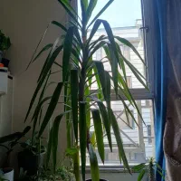 فروش گل های خانگی با کمترین قیمت