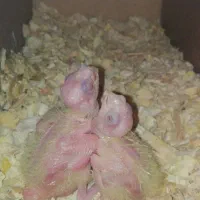 جوجه عروس هلندی لوتینو