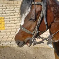 کرایه اسب و آموزش اسب سواری و سوارکاری