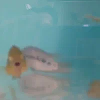 ماهی جک دمپسی