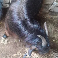 بزغاله نر|حیوانات مزرعه|سربیشه, |دیوار