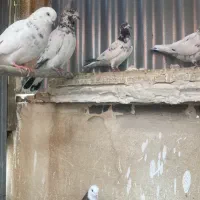 کفتر پرشی و نقش