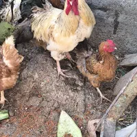 خروس