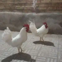 خروس زنده موجود است