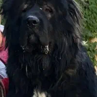 سگ قفقازی ماده نگهبان الابای سراب ژرمن