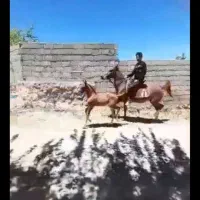 اسب نریان ومادیان با کره|اسب و تجهیزات اسب‌سواری|کازرون, |دیوار