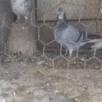 دمگیر|پرنده|اصفهان, مهرآباد|دیوار