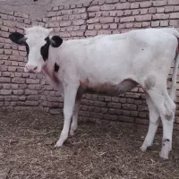 گوساله ماده سیمینتال