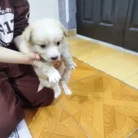 مالتیپو تخفیف ویژه برای امروزه