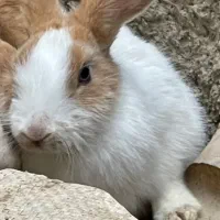 بچه خرگوش نیمه لوپ