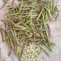 پاچ باقلا محلی