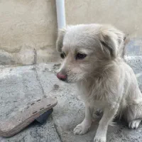 سگ اشپیتز ماده|سگ|گلستان (تهران), |دیوار