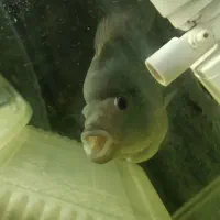 فلاور باکس|ماهی|پردیس, فاز ۱|دیوار