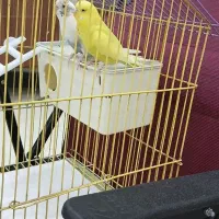 مرغ عشق|پرنده|سنندج, |دیوار