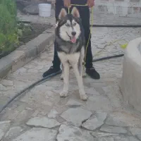 سگ هاسکی معاوضه با