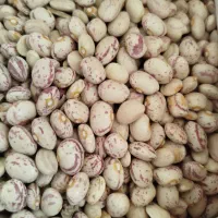 فروش لوبیا چیتی