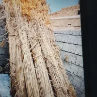 میل فروش میرسد