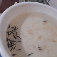 ماهی فایتر|ماهی|تهران, سلیمانی|دیوار