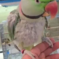 شاه طوطی نر دستی سخنگو