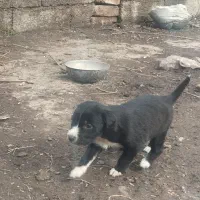 سگ پوینتر|سگ|سنگدوین, |دیوار