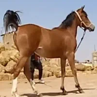 مادیون کره سهیل حیدر شناسنامه دار ۳،۵ ساله