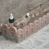 ۱ملیون|پرنده|آبدانان, |دیوار