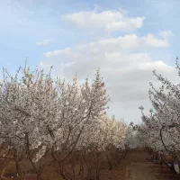 باغ بادام و تفریحی|فروش زمین و ملک کلنگی|تیران, |دیوار