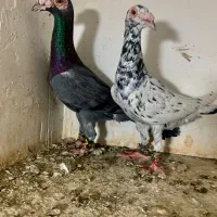 ۲جفت سارهفت رنگ کاریر و بغدادی