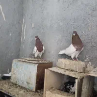 کله سرخ کله سبز رنگه
