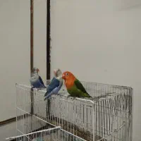 جوجه طوطی کوتوله|پرنده|الوند, |دیوار