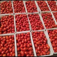 گوجه ربی همدان ارسال هر روزه پاسخگوی ۲۴ساعته|خوردنی و آشامیدنی|قم, علی آباد|دیوار