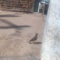 مینا نر کشیده پا بلنددستی